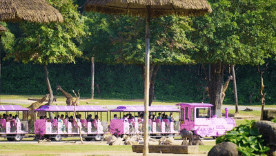 4萬公里 ，100%出勤率！宇通觀光車助力長隆打造沉浸式生態(tài)之旅