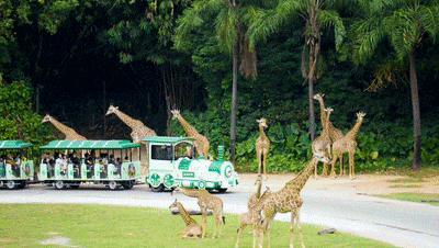 4萬公里 ，100%出勤率！宇通觀光車助力長隆打造沉浸式生態(tài)之旅